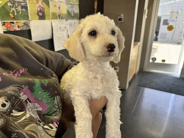 A baby small-sized male Maltese dog named Osito for adoption in Santa Monica, CA