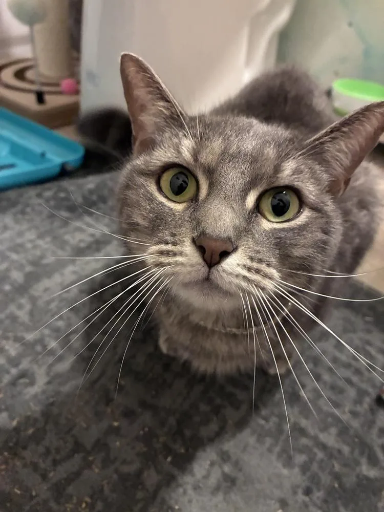 An adult small-sized female Gray / Blue / Silver Domestic Short Hair cat named LillyAnni for adoption in Orlando, FL