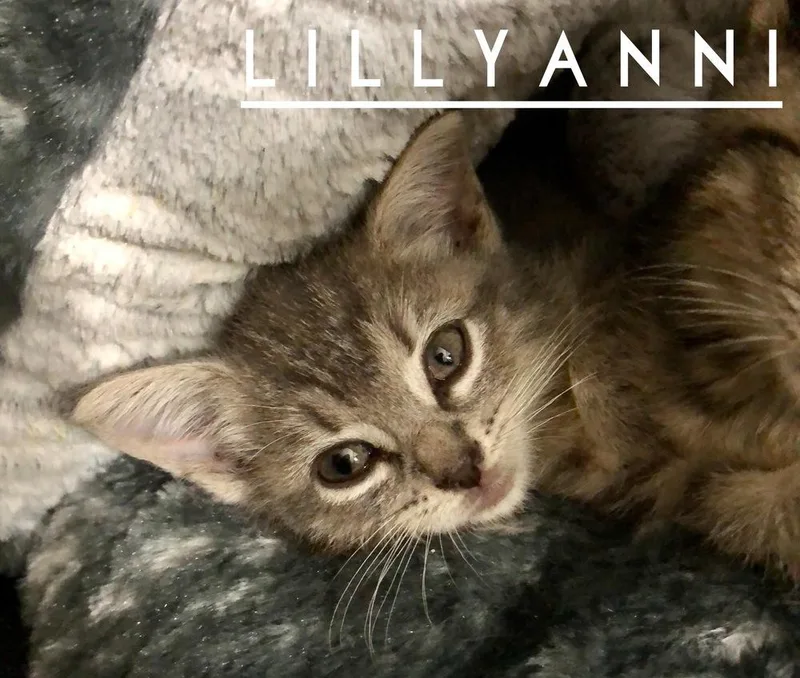 LillyAnni thumbnail 3