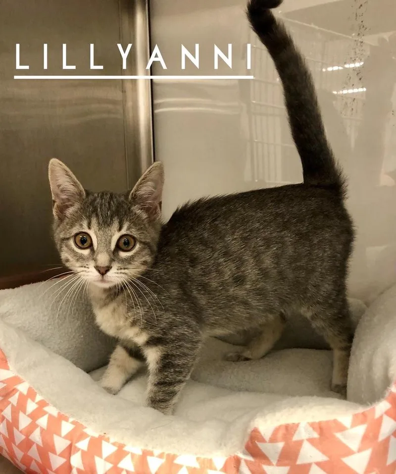LillyAnni thumbnail 4