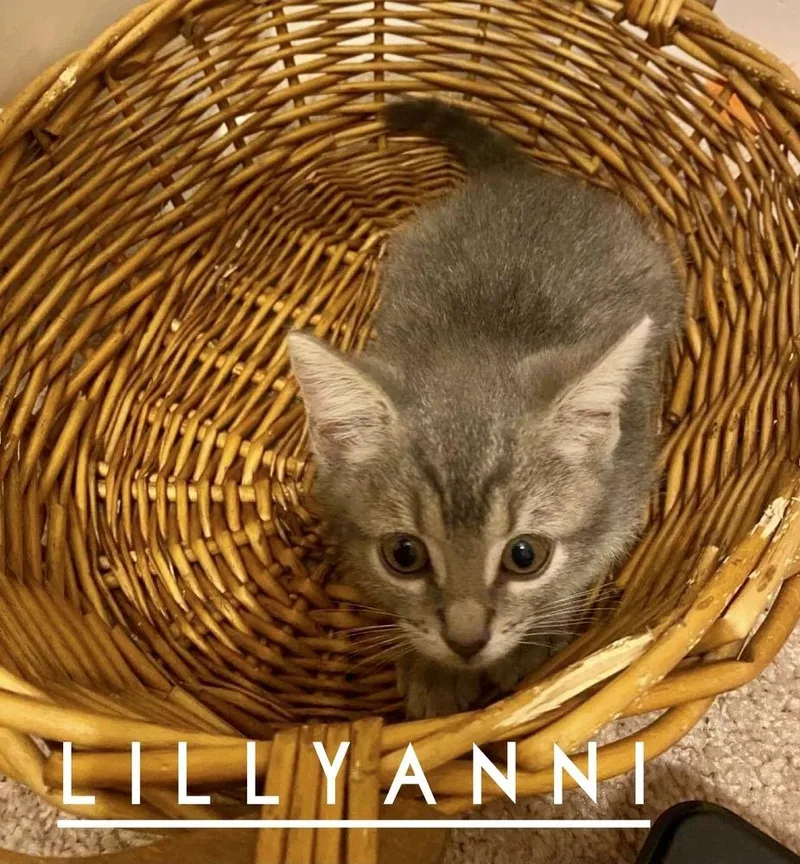 LillyAnni thumbnail 6