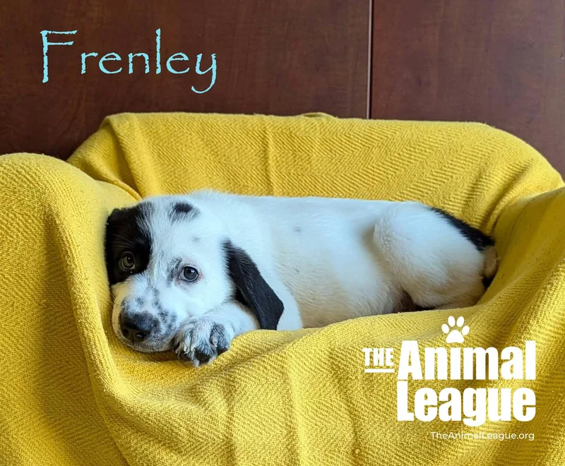 A baby medium-sized female Black Labrador Retriever dog named Frenley for adoption in Groveland, FL