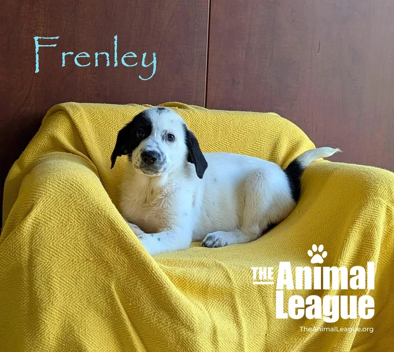 Frenley thumbnail 2