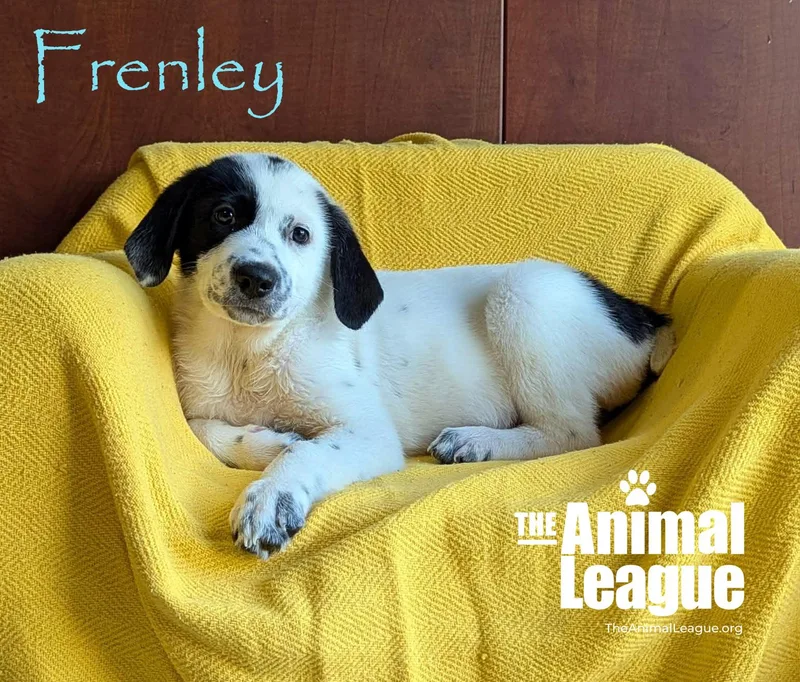 Frenley thumbnail 3
