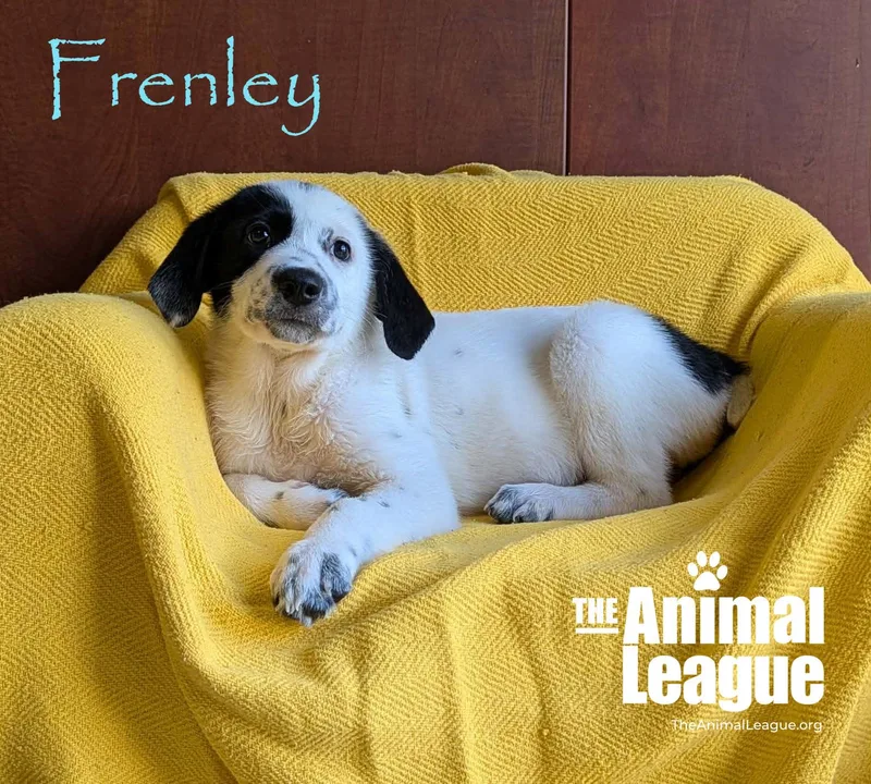 Frenley thumbnail 4