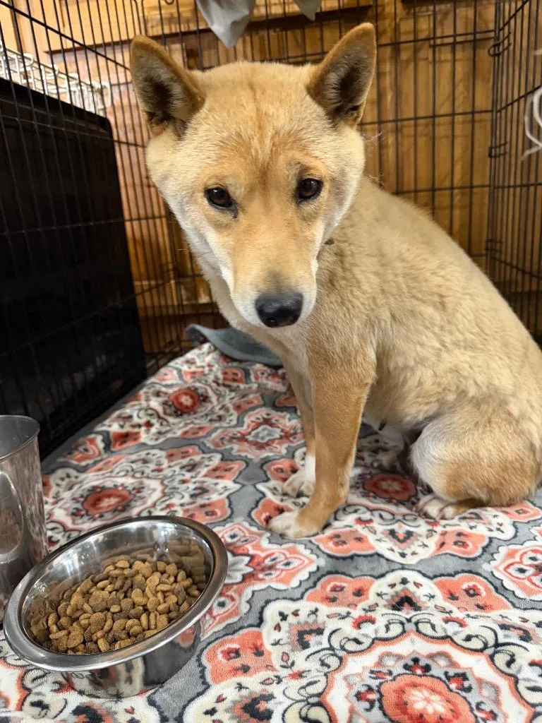 An adult small-sized female Shiba Inu dog named Ivey for adoption in Pine Grove, PA