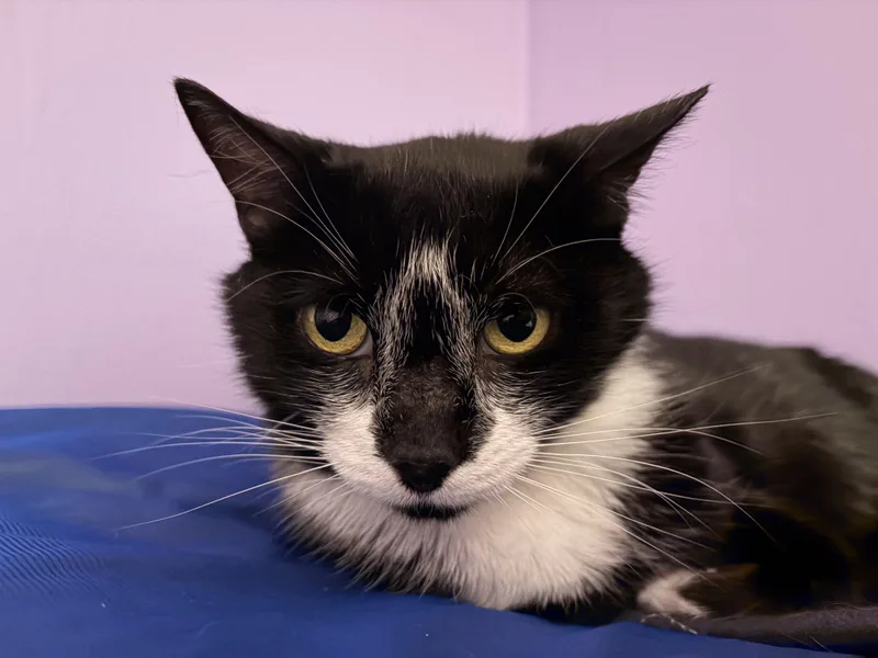 An adult medium-sized female Black & White / Tuxedo Domestic Short Hair cat named Badger for adoption in Mullica Hill, NJ