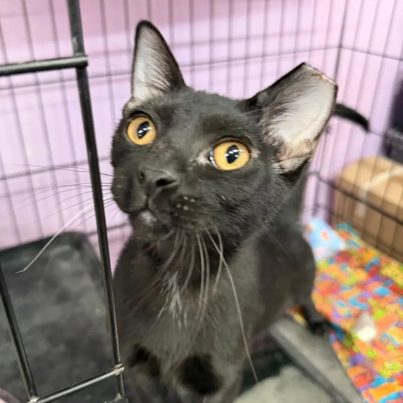 A young medium-sized male Black Domestic Short Hair cat named Peter Piper Picked a for adoption in Boerne, TX