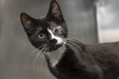A young small-sized male Domestic Short Hair cat named B Leo for adoption in North Charleston, SC