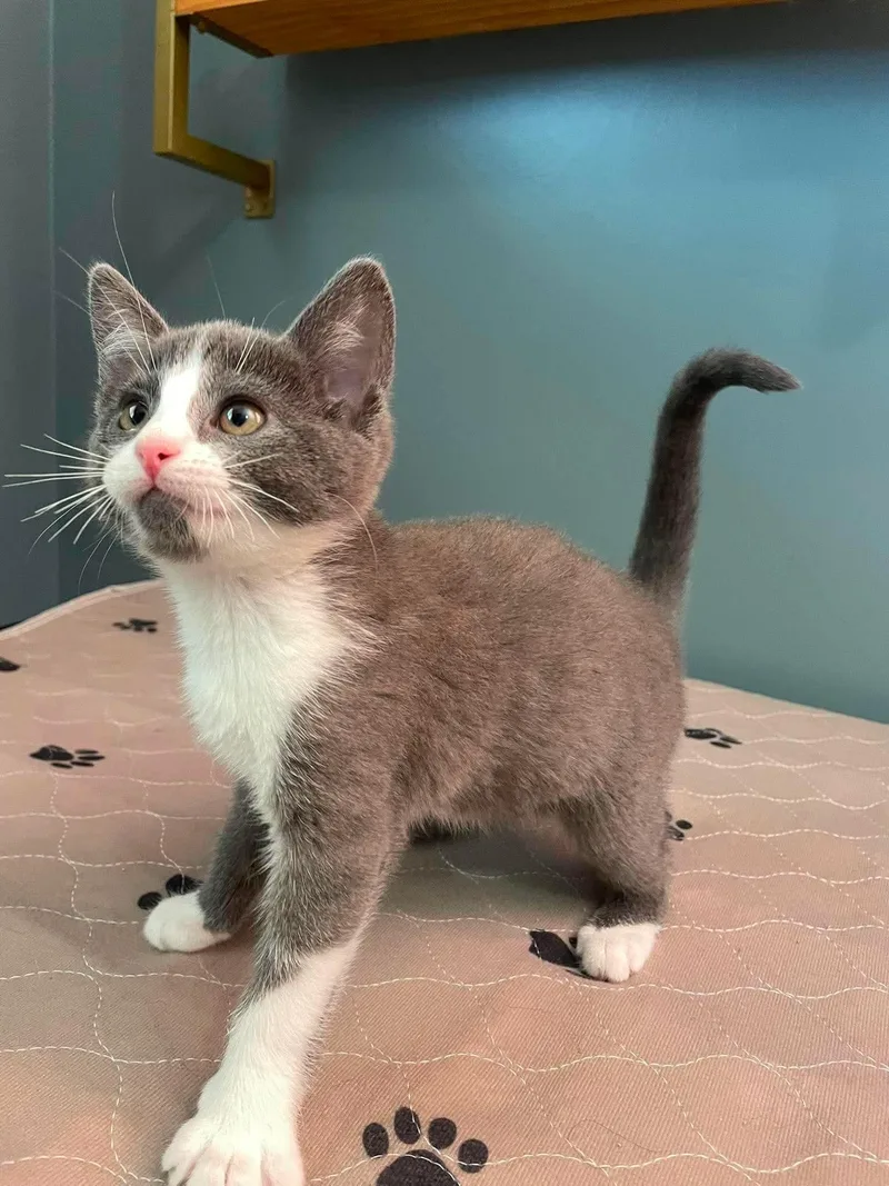 A baby small-sized female Gray & White Domestic Short Hair cat named Banshee for adoption in Hartville, OH