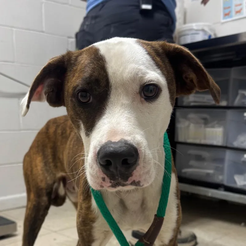 An adult medium-sized male Brindle Boxer dog named Skyler for adoption in Birmingham, AL