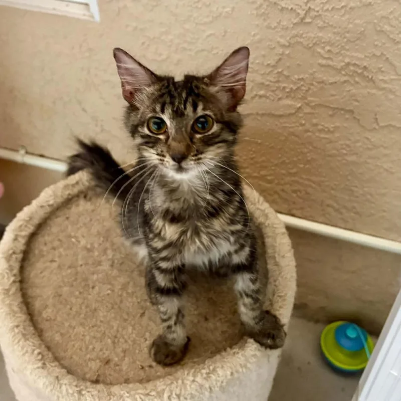 A baby small-sized male Gray / Blue / Silver Domestic Short Hair cat named Gilbert for adoption in Las Cruces, NM
