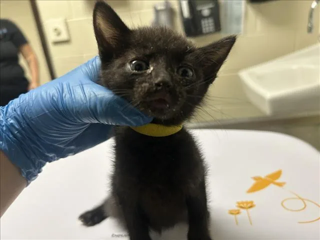 A baby small-sized male Domestic Short Hair cat named Yellow for adoption in Chapel Hill, NC