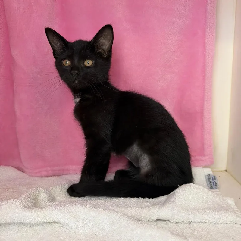 A baby small-sized female Domestic Short Hair cat named Electra for adoption in Council Bluffs, IA