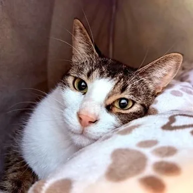 A young small-sized female White Domestic Short Hair cat named Merlin for adoption in Fernandina Beach, FL