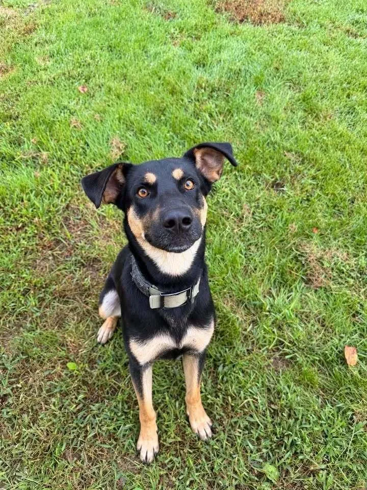 An adult large-sized male German Shepherd Dog dog named Bear for adoption in Hillsboro, OH
