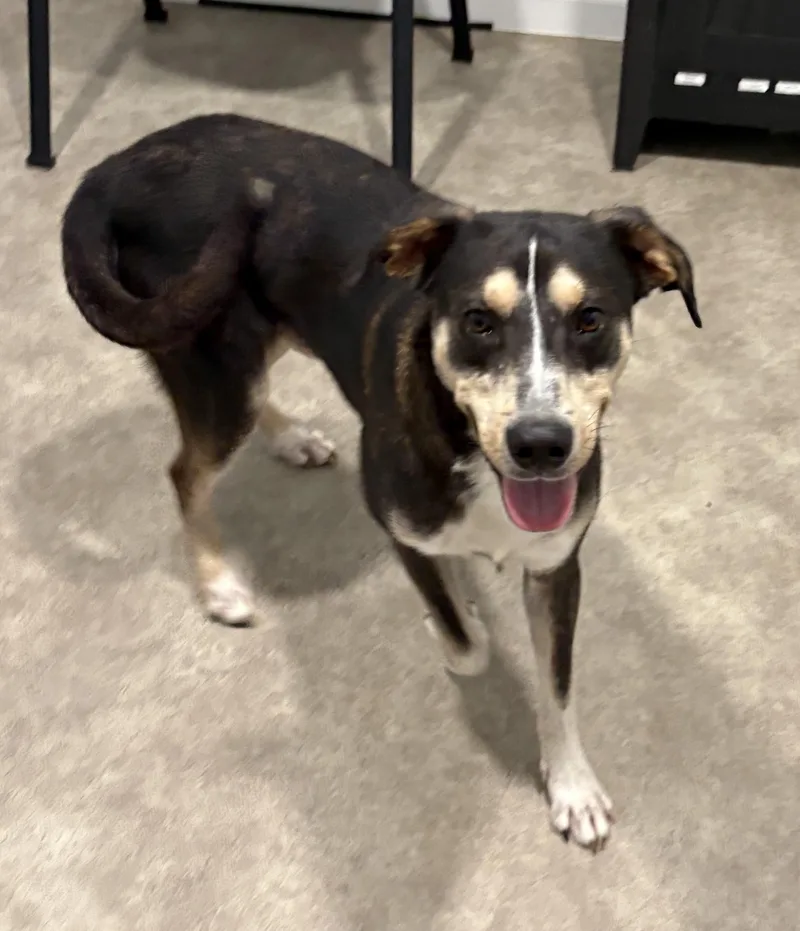 A young medium-sized male Mountain Cur dog named Little Man for adoption in Grant, NE