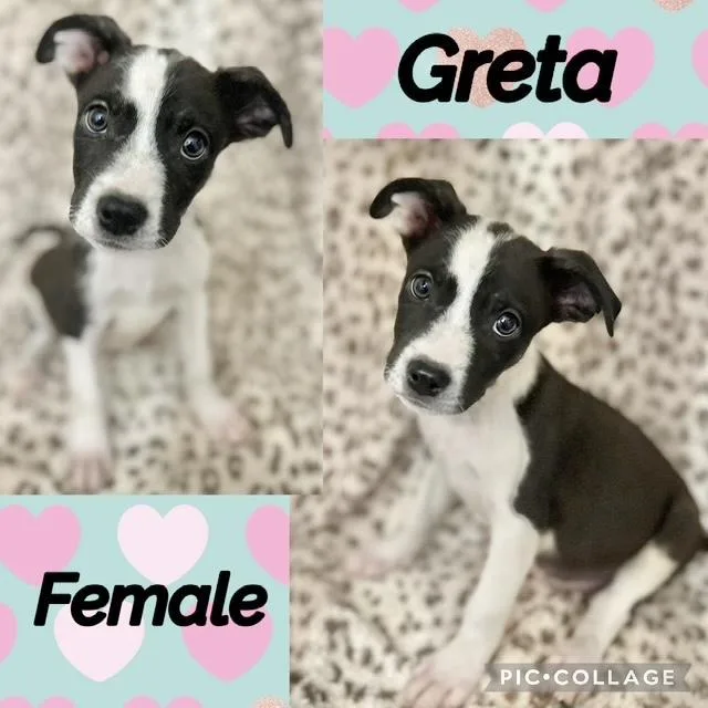 A baby medium-sized female Australian Shepherd dog named Greta for adoption in Manchester, CT