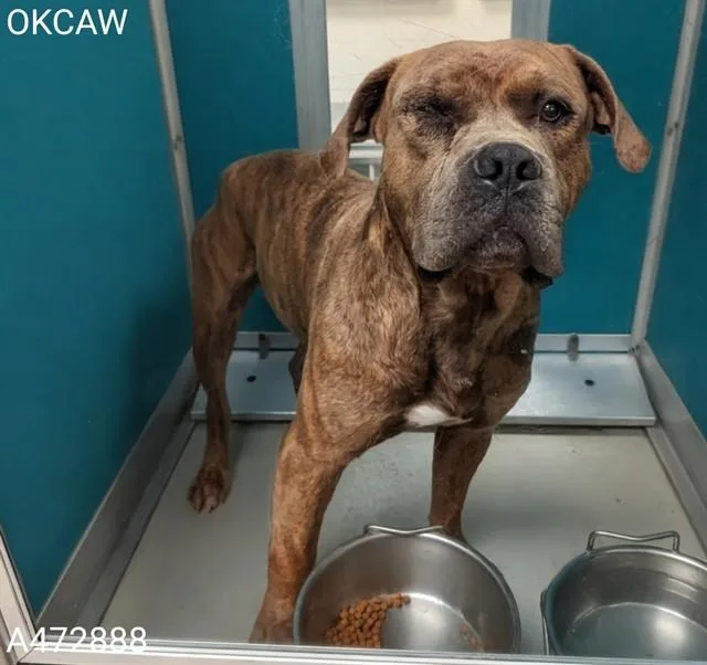 A young medium-sized male Pit Bull Terrier dog named Winky for adoption in Oklahoma City, OK