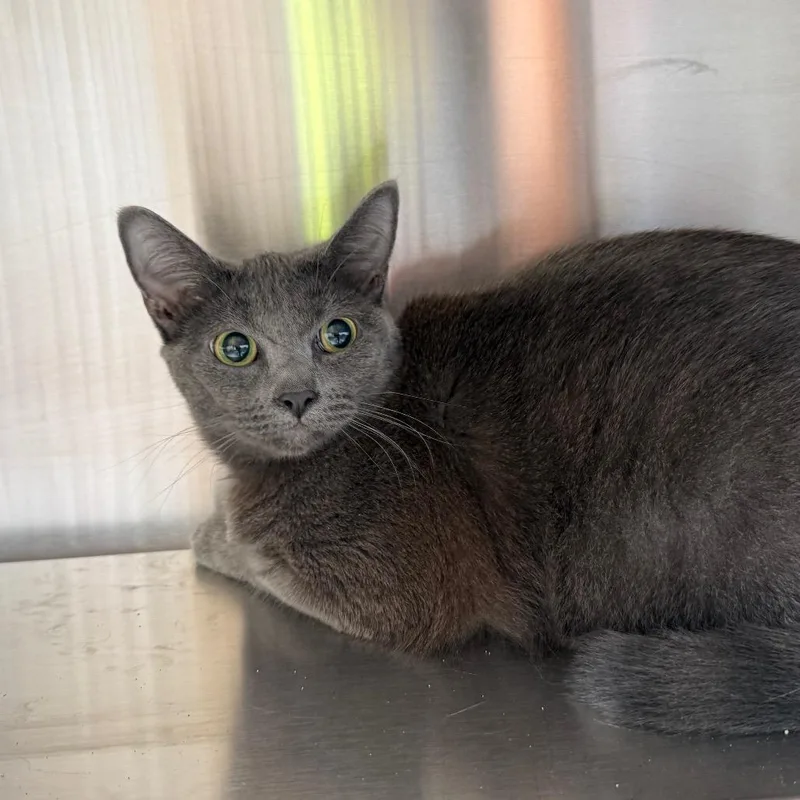 A young medium-sized female Gray / Blue / Silver Domestic Short Hair cat named Jacqueline for adoption in Madisonville, TN