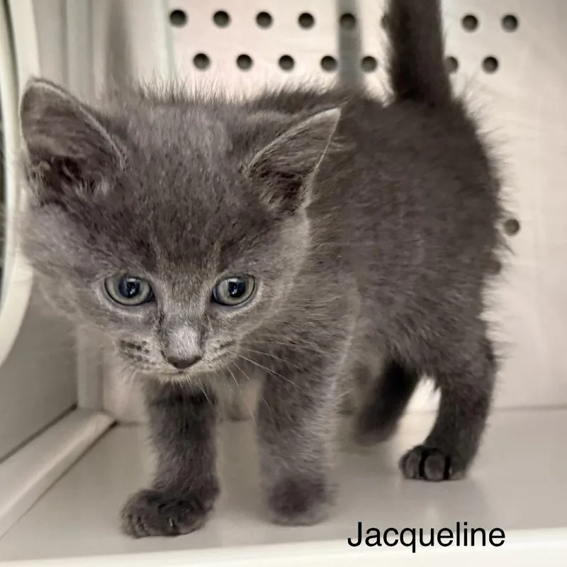 Jacqueline thumbnail 3