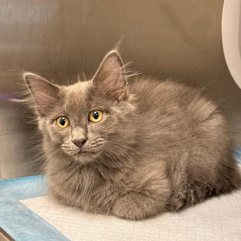 A baby small-sized male Gray / Blue / Silver Domestic Long Hair cat named Moonshine for adoption in Spring Hill, KS