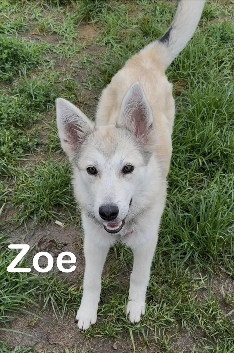 Zoe thumbnail 3