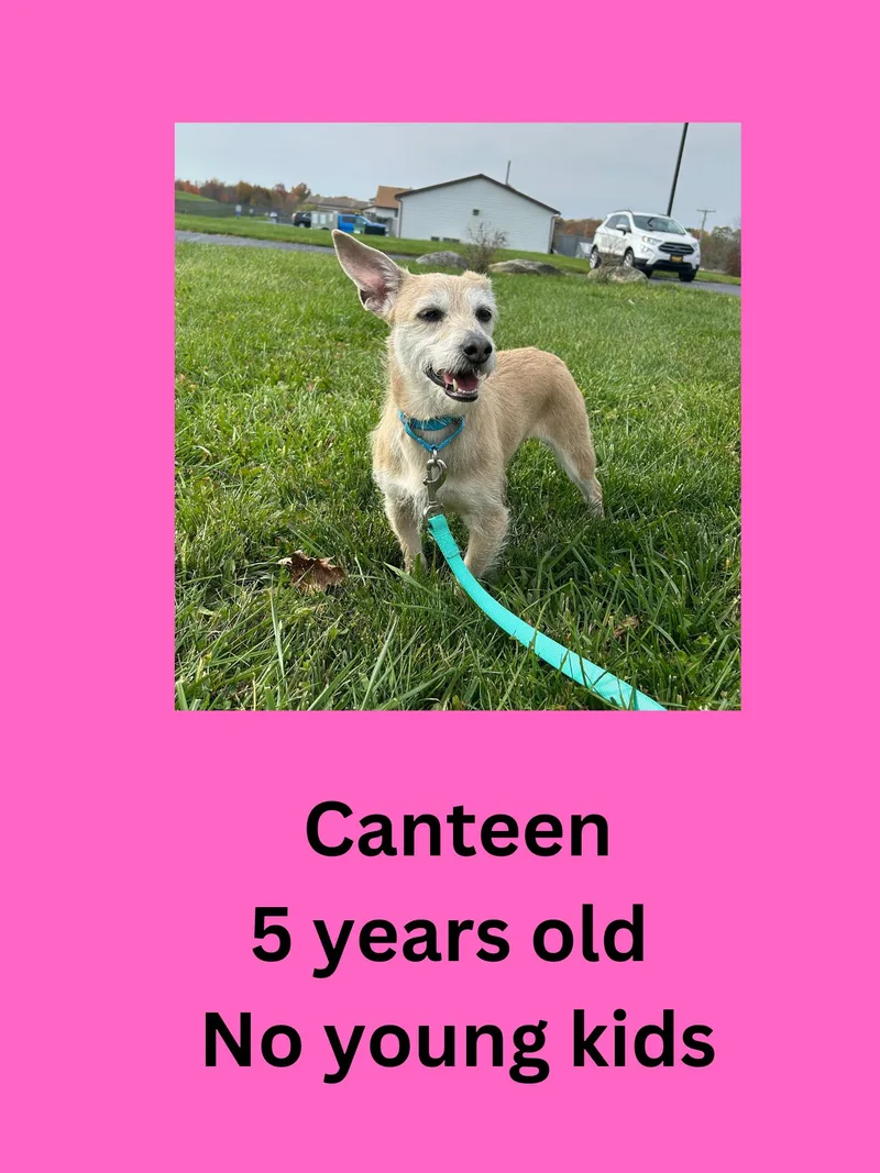 An adult small-sized female Terrier dog named Canteen for adoption in Ravenna, OH