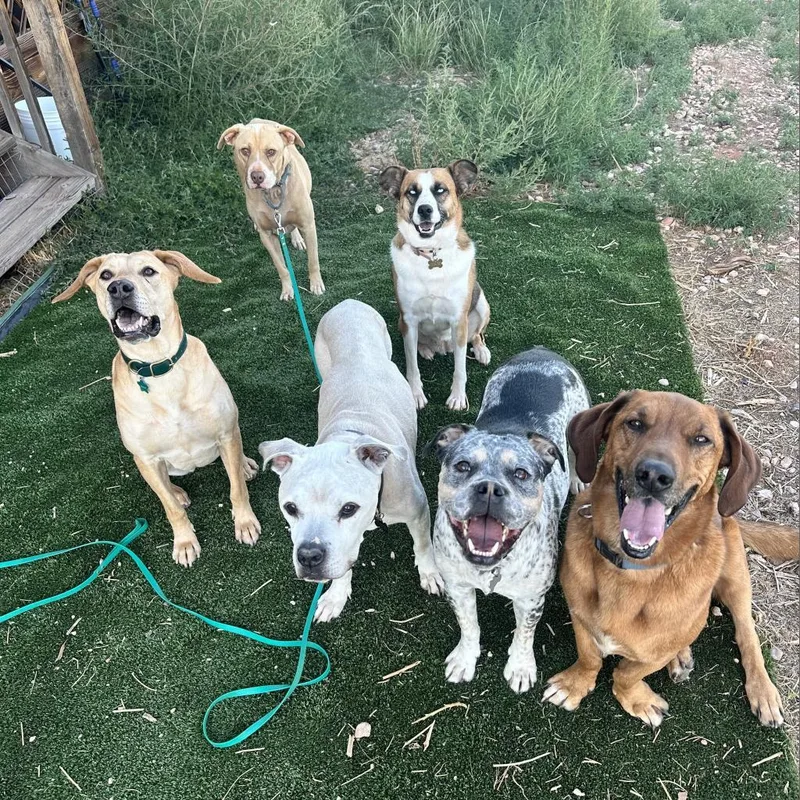 An adult large-sized male Yellow / Tan / Blond / Fawn Basset Hound dog named Chad for adoption in Branford, CT