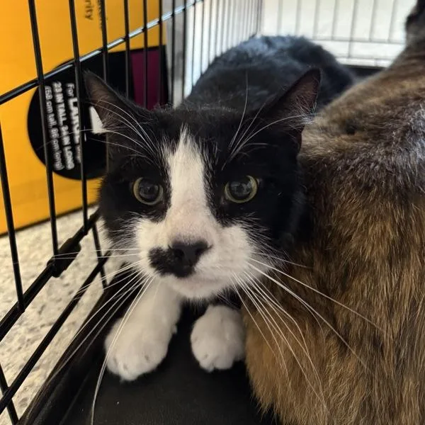 An adult medium-sized male Domestic Medium Hair cat named Leonard Bonded Buddy for adoption in Des Moines, IA
