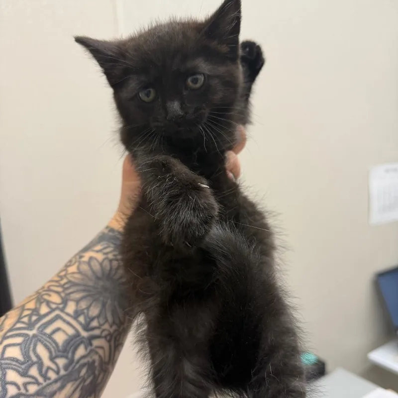 A baby small-sized male Black Domestic Short Hair cat named Tiny Riot for adoption in Morganton, NC