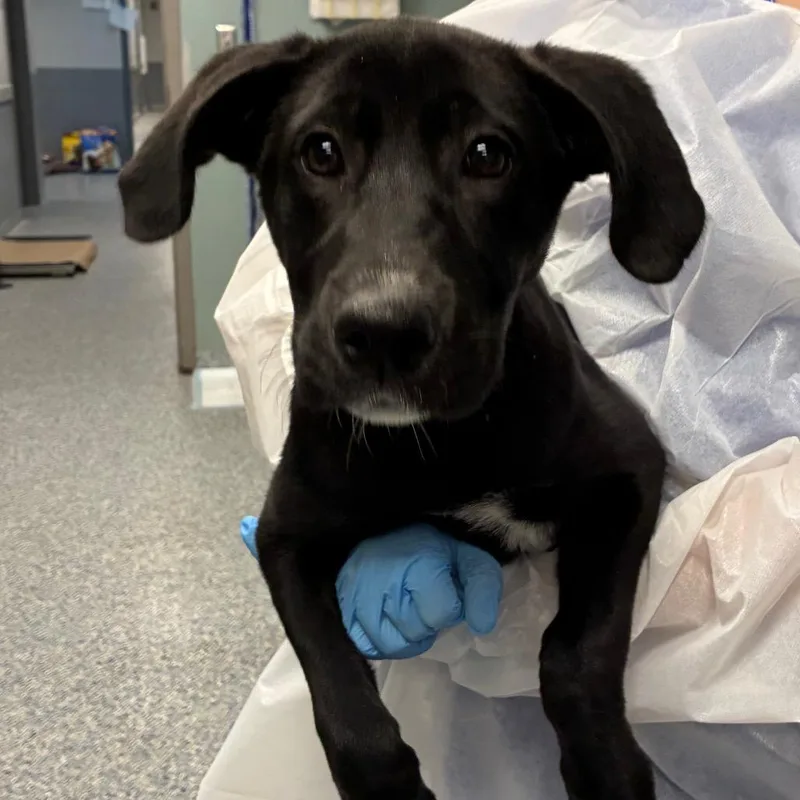 A young medium-sized female Black Black Labrador Retriever dog named Lily for adoption in Greenville, SC