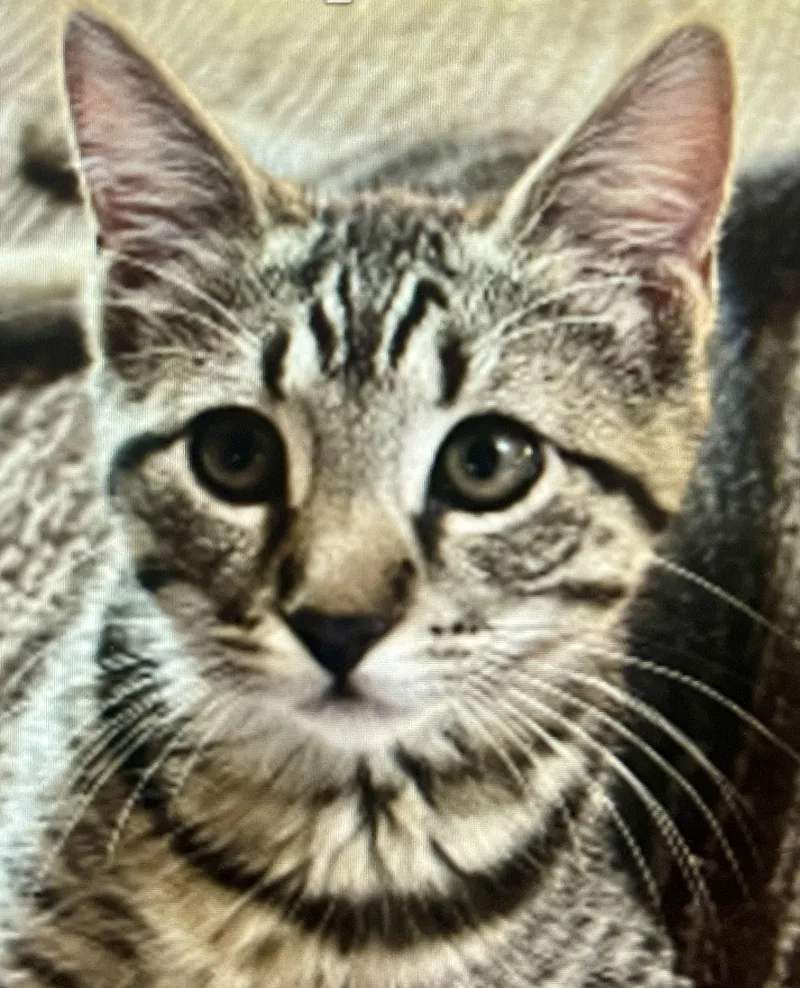Lani