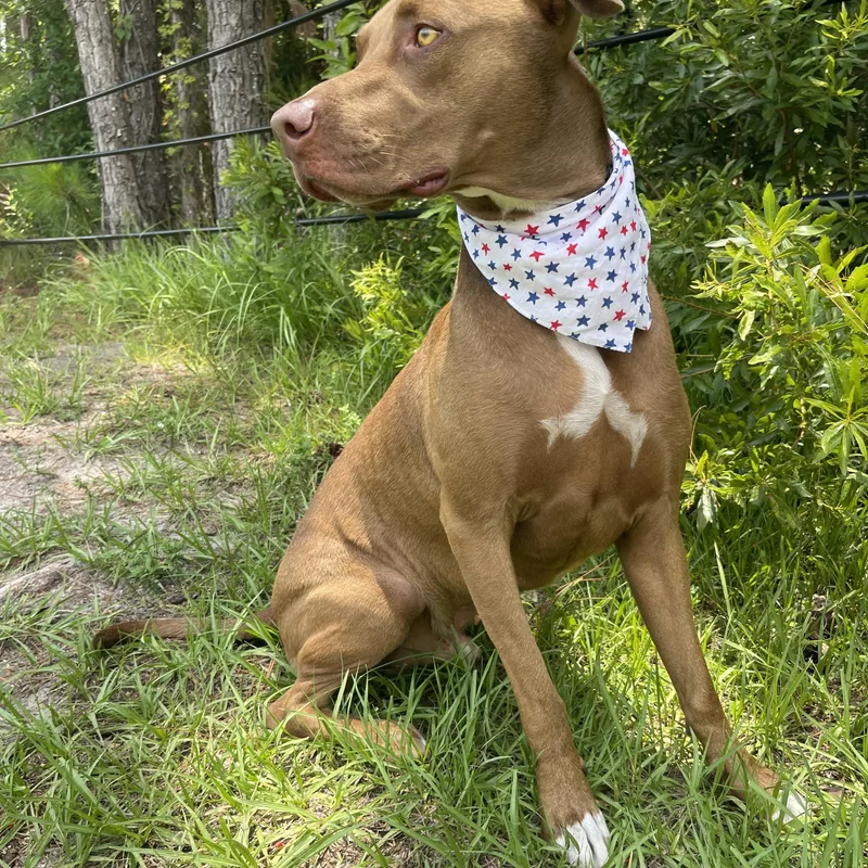 Scooby