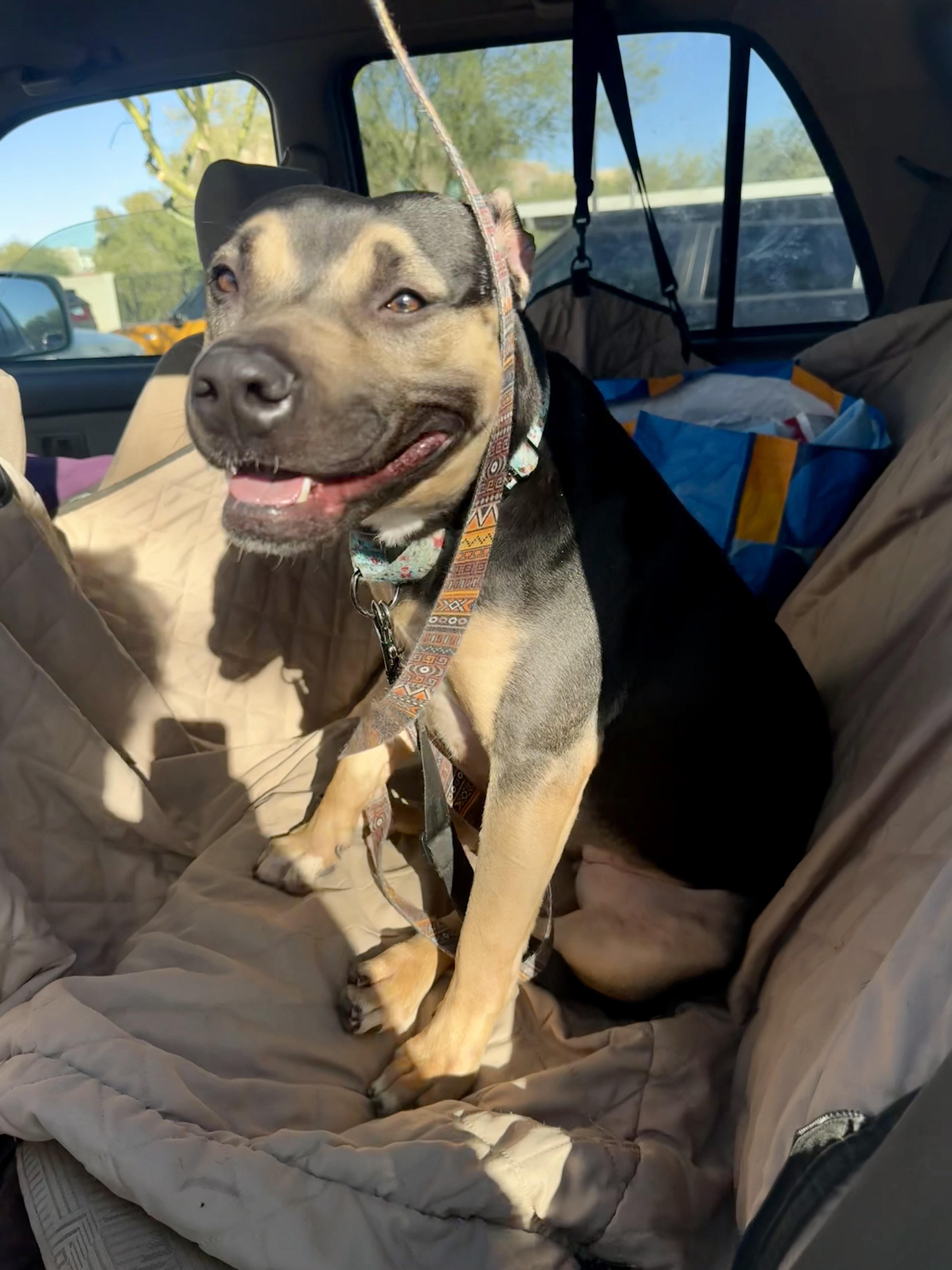 An adult medium-sized female Shar-Pei dog named Buttercup for adoption in Tucson, AZ