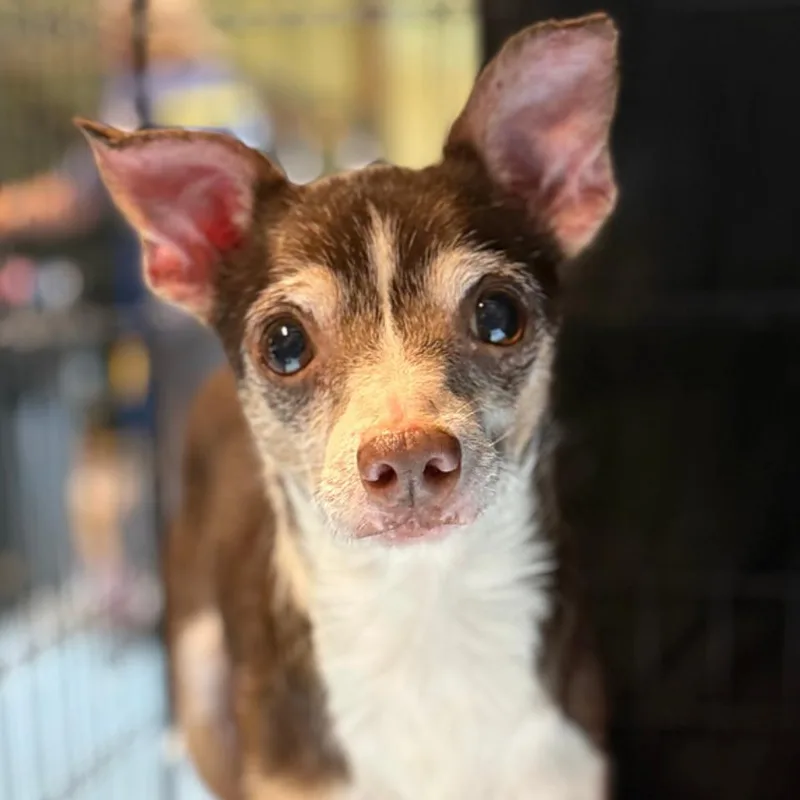 A senior small-sized male Brown / Chocolate Mixed Breed dog named Barrett for adoption in Naperville, IL