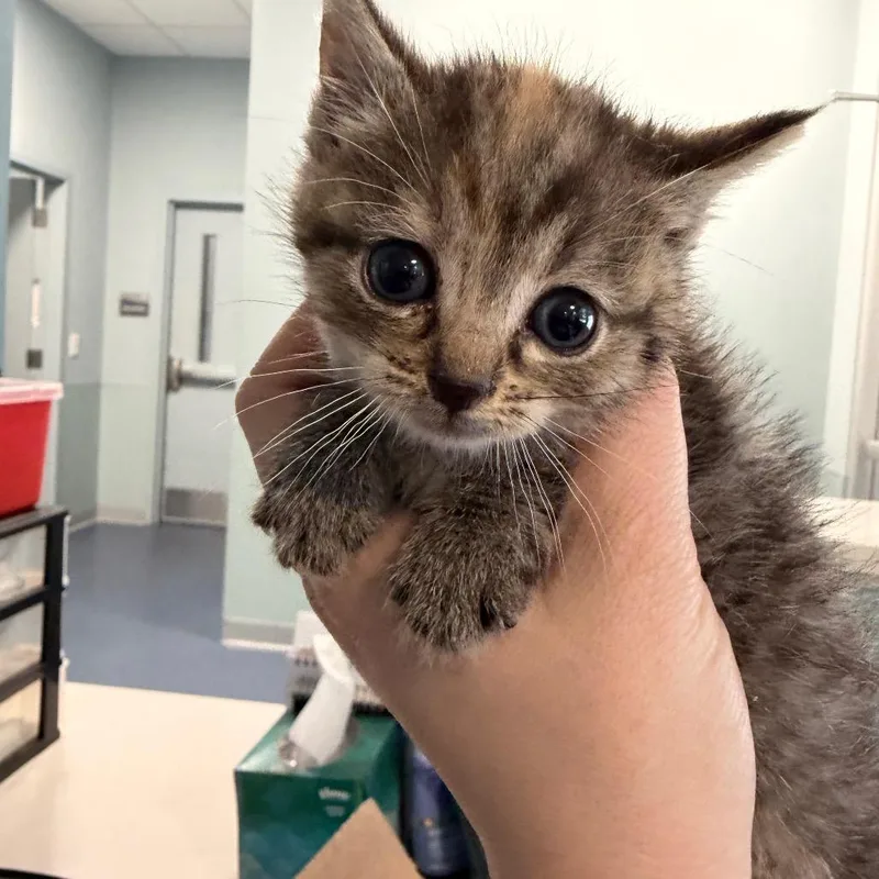 A baby small-sized female Brown / Chocolate Domestic Short Hair cat named Bryce Canyon for adoption in Greensboro, NC