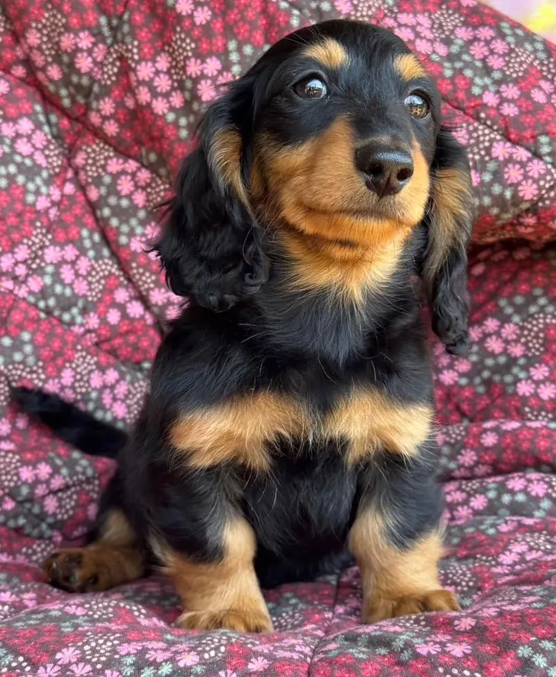 A young small-sized male Dachshund dog named DillionOn Hold For Brandon for adoption in Newmanstown, PA