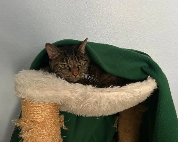 An adult medium-sized female Domestic Short Hair cat named Sassy for adoption in Oceanside, CA