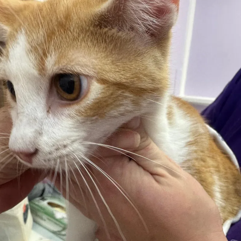 A baby medium-sized female Orange / Red Domestic Short Hair cat named Toona for adoption in Blairsville, GA