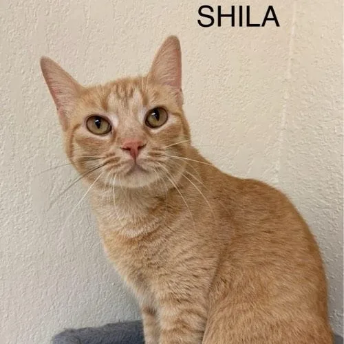 Shila