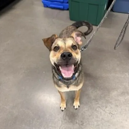 An adult medium-sized male Shepherd dog named Olly for adoption in Voorhees, NJ