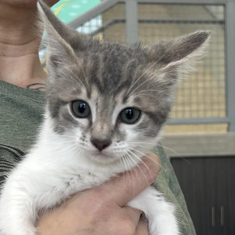 A baby small-sized female Gray / Blue / Silver Domestic Short Hair cat named Raspberry for adoption in Jupiter, FL