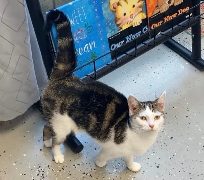 An adult medium-sized female Domestic Short Hair cat named Buffy for adoption in Somerset, KY