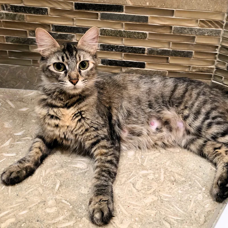 Praline Cream Purcell