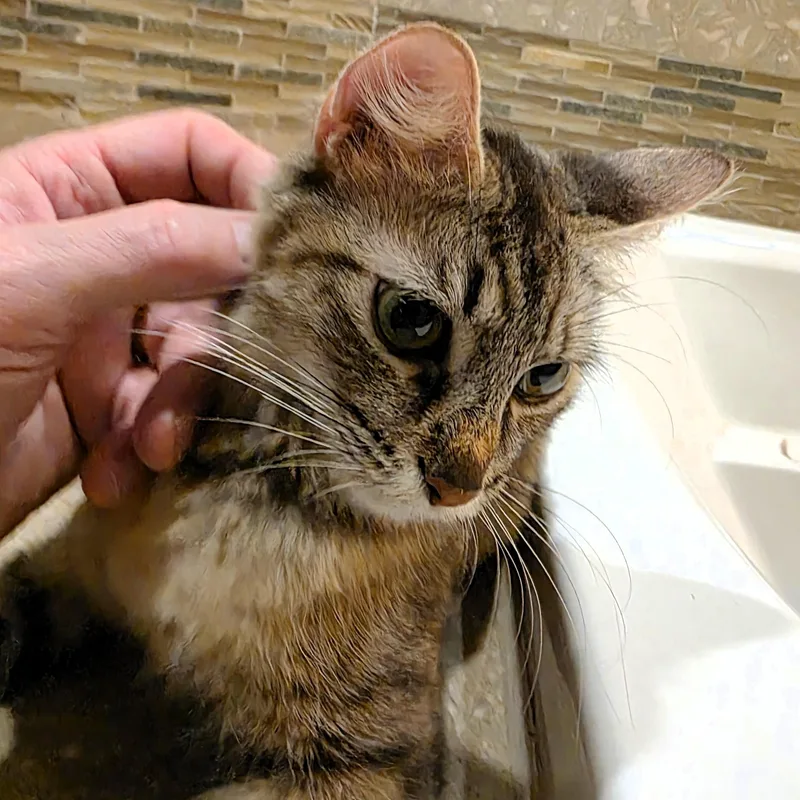 Praline Cream Purcell thumbnail 2