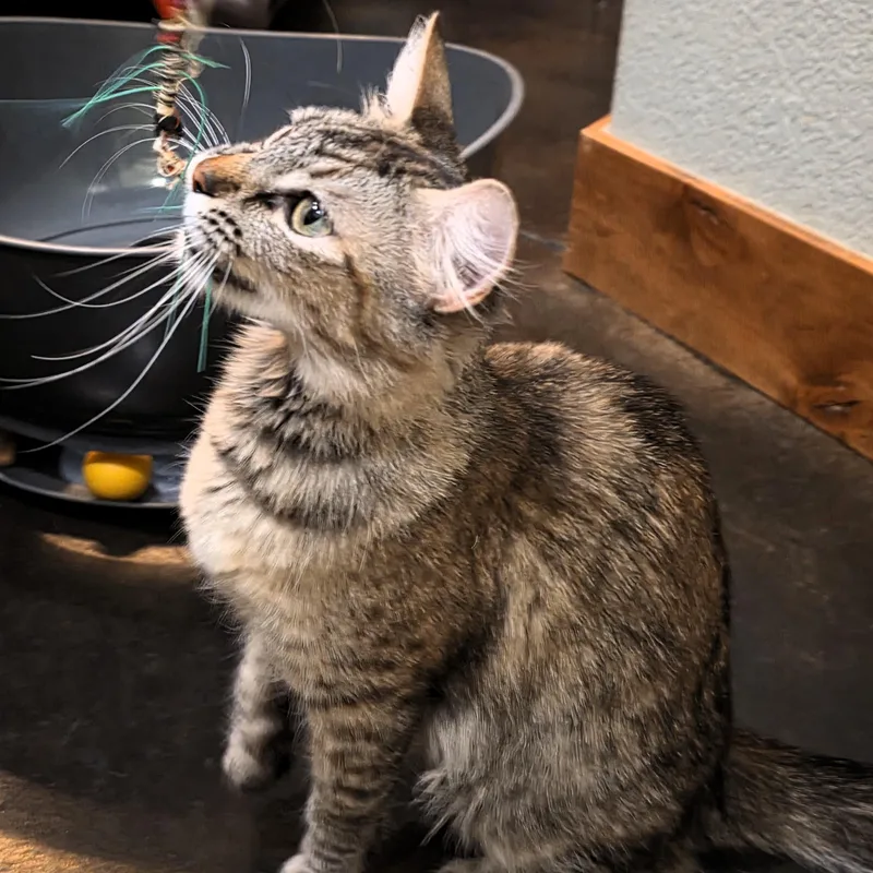 Praline Cream Purcell thumbnail 3