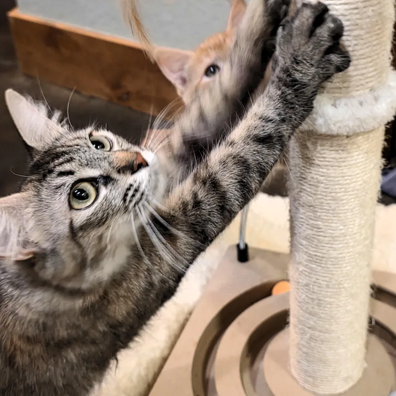 Praline Cream Purcell thumbnail 4