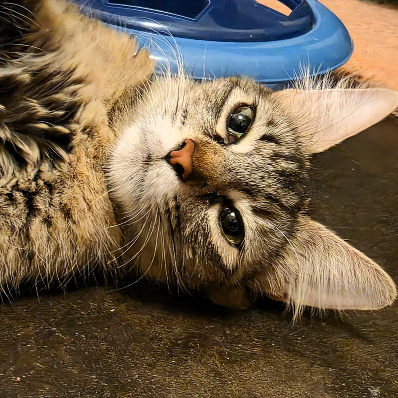 Praline Cream Purcell thumbnail 5