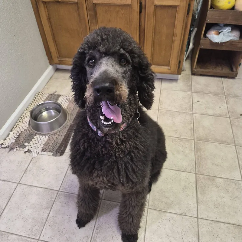 A young large-sized male Standard Poodle dog named Liam for adoption in Sloughhouse, CA